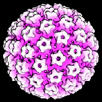 amamismd_hpv
